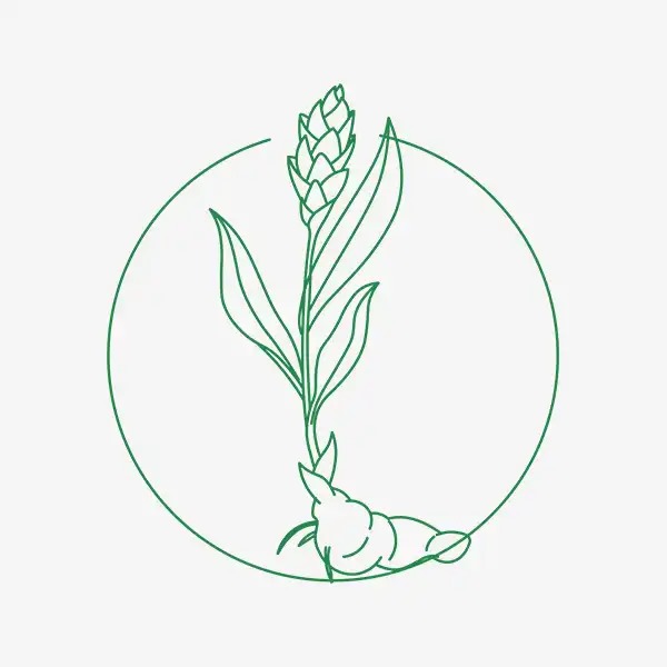 Curcuma - Conventional UEBT