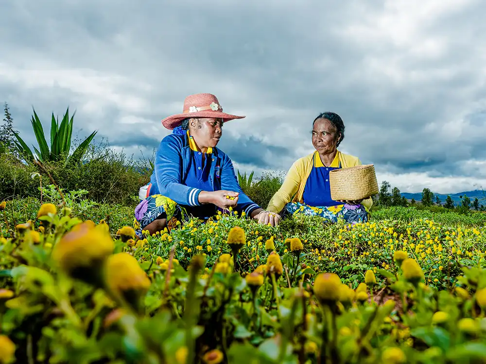 Spilanthes Harvest