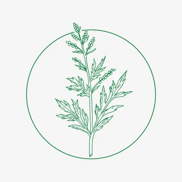 Artemisia - Dry extract 2%