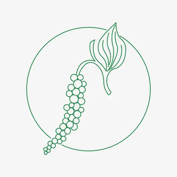 Black Pepper - Absolute