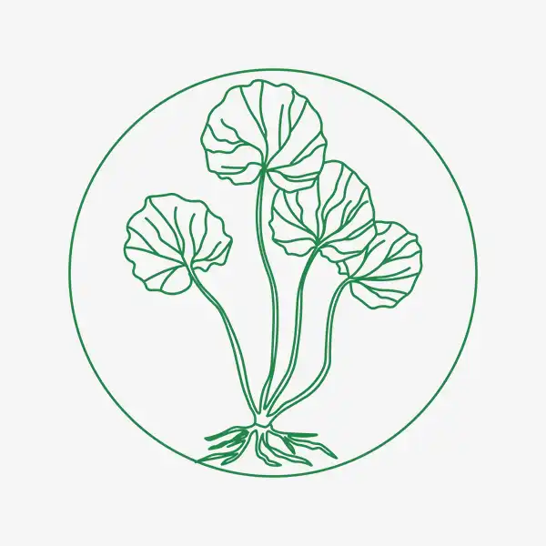 Centella Asiatica - Asiaticoside 80%